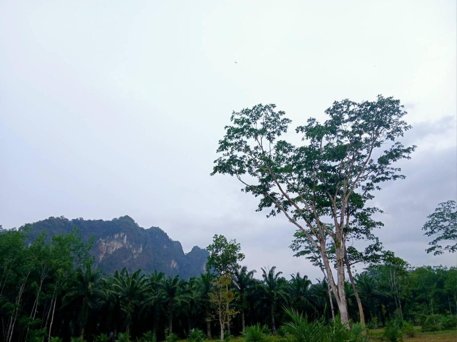 Bamboo House Hotel Khao Sok National Park Buitenkant foto