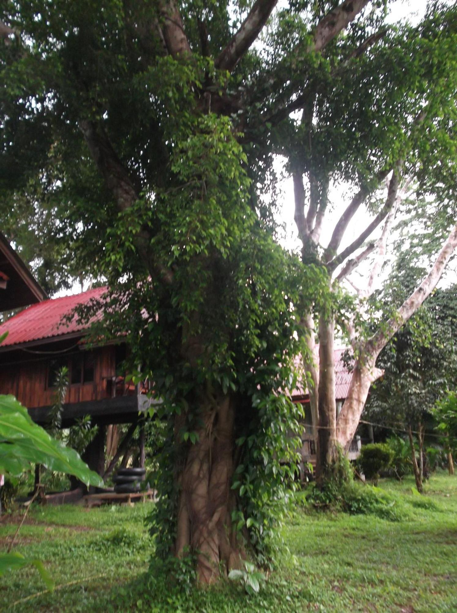Bamboo House Hotel Khao Sok National Park Buitenkant foto